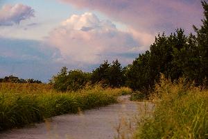 Painted Tree Woodland District 50