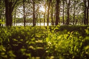 Painted Tree Woodland District 60