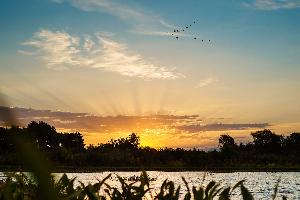 Painted Tree Woodland District 60