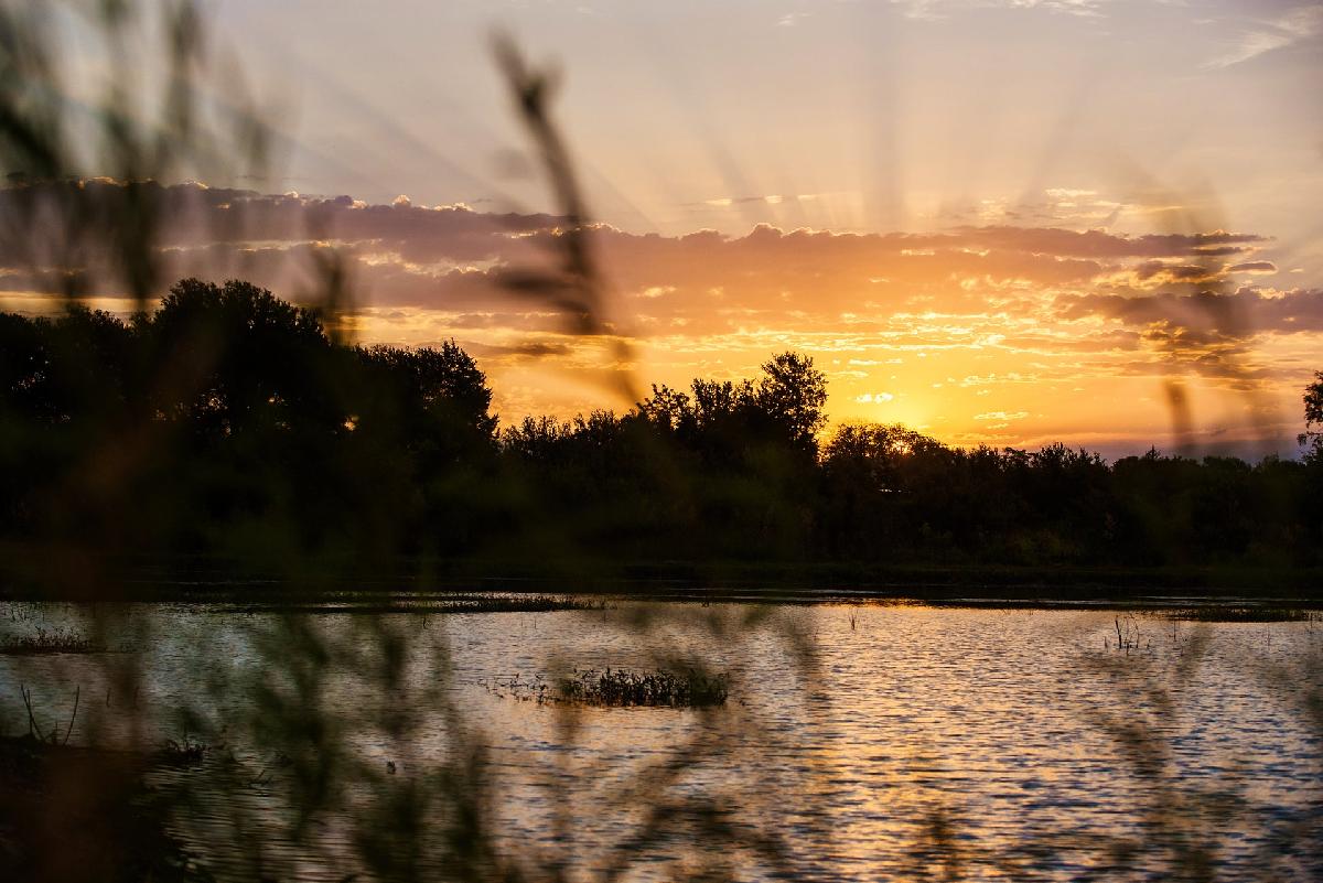 Painted Tree Woodland District 60