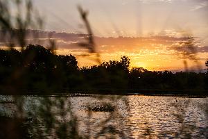 Painted Tree Woodland District 60