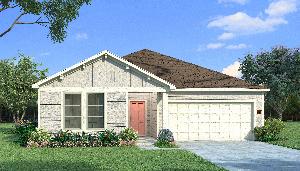 Elderberry with Elevation P